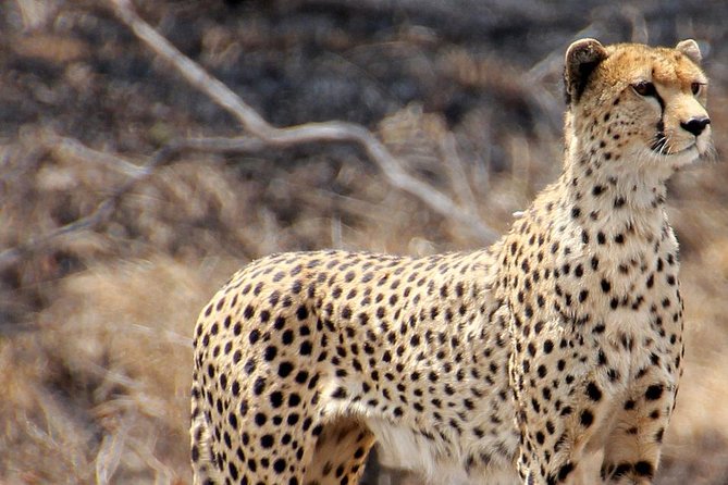 Masai Mara 3 Days Luxury Tented Safari - Who should book this safari