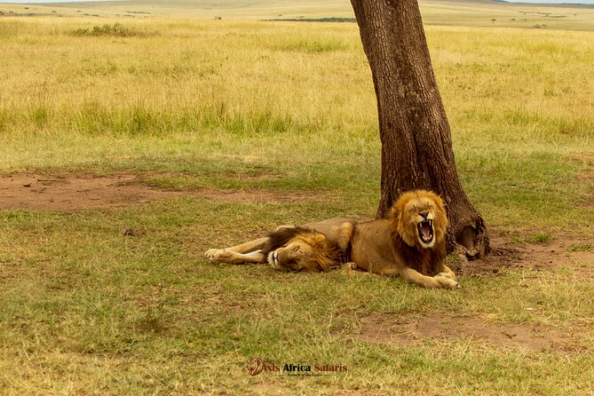 Masai Mara 3 Days Tour Safari Private 4WD Landcruiser - Day two gives you the safari time you came for