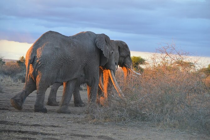 Masai Mara classic safari with optional Masai Village - Why Maasai Mara deserves three days