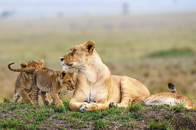 Masai Mara classic safari with optional Masai Village - Game drives across Kenya’s most famous reserve