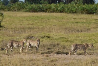 Masai Mara classic safari with optional Masai Village