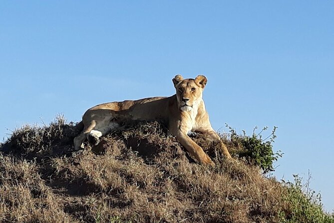 Masai Mara classic safari with optional Masai Village - The optional Maasai village visit