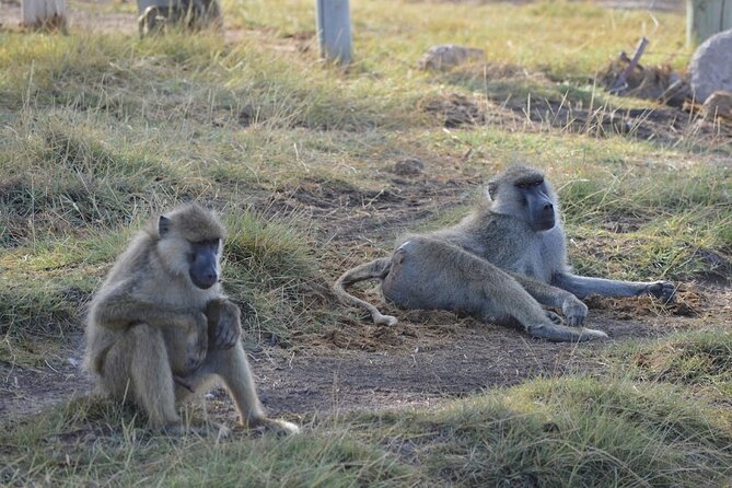 Masai Mara classic safari with optional Masai Village - What the $2,500 price really covers