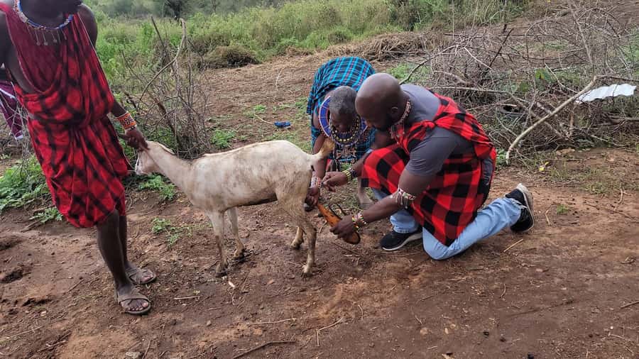 Masai Village Experience (Day trip) - Learning food preparation and animal care