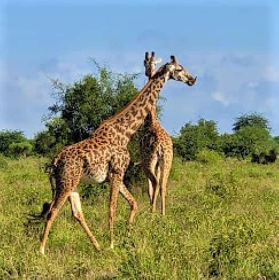 Mombasa: 2-Day Safari to Taita Hills Game Sanctuary - Why Taita Hills works well from Mombasa