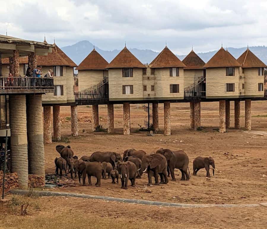 Mombasa: 2-Day Safari to Taita Hills Game Sanctuary - Lunch and the first look at Salt Lick Lodge