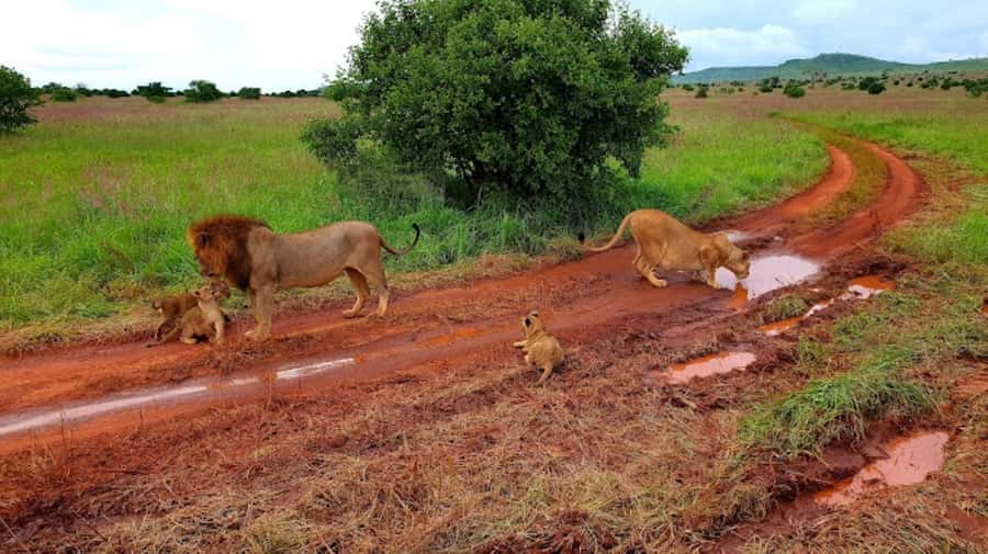Mombasa: 2-Day Safari to Taita Hills Game Sanctuary - An early morning start and half-day safari