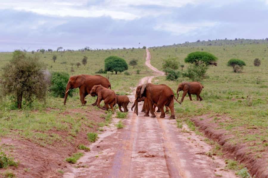 Mombasa: 2-Day Safari to Taita Hills Game Sanctuary - Who will enjoy this safari most