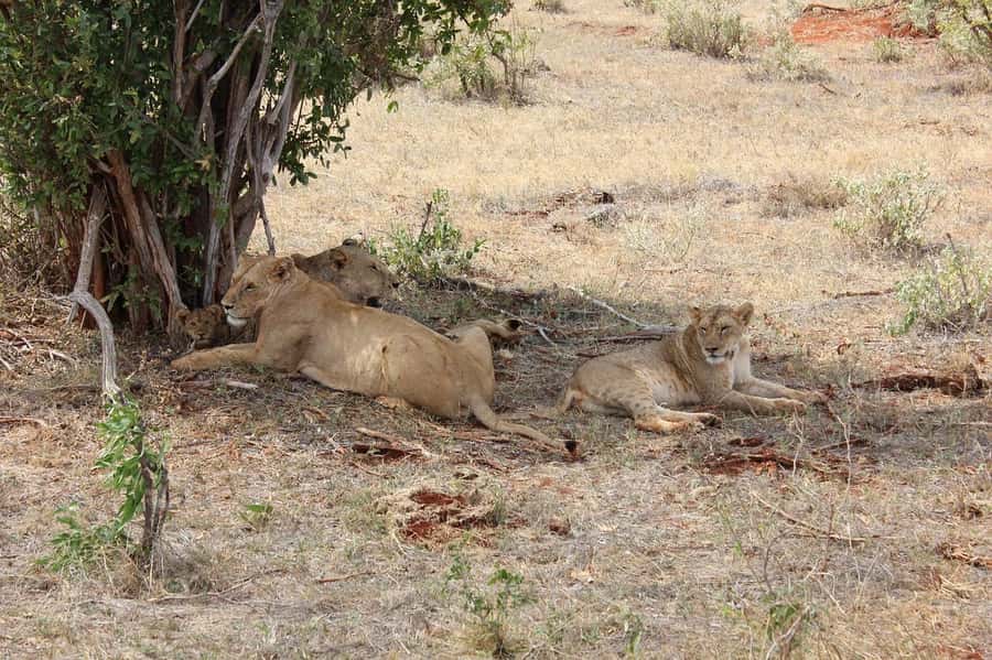 Mombasa: 3-Days 2-Nights Tsavo East and West Private Safari. - Who Should Choose This Safari?