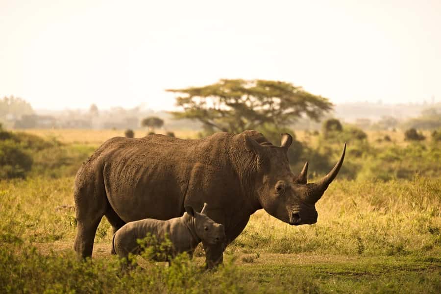 Mombasa: 3-Days 2-Nights Tsavo East and West Private Safari. - Why Tsavo Works So Well as a Short Safari
