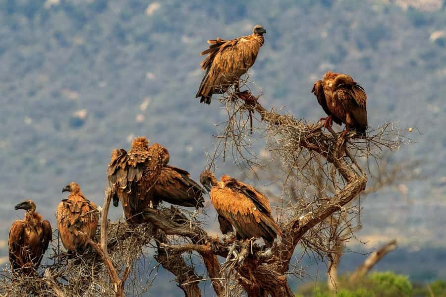 Mombasa: 3-Days 2-Nights Tsavo East and West Private Safari. - Day Two: From Tsavo West to Tsavo East