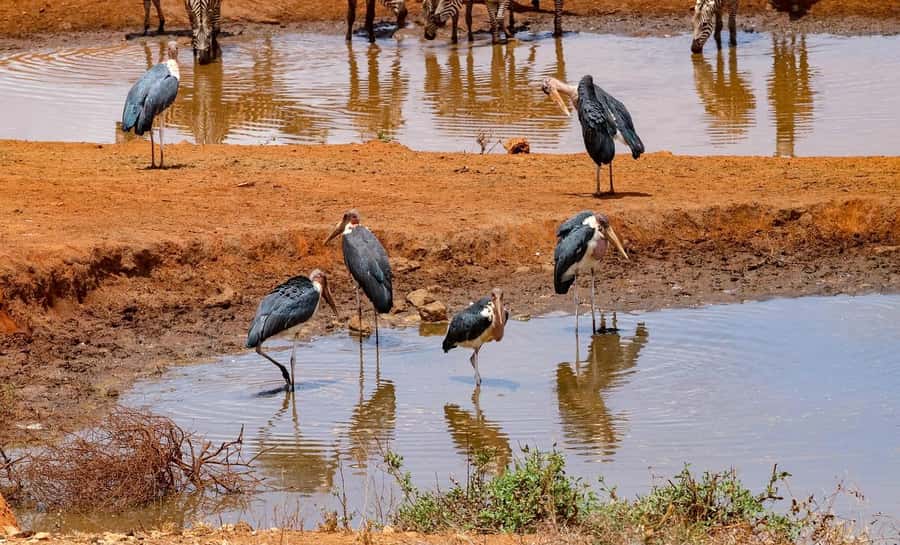 Mombasa: 3-Days 2-Nights Tsavo East and West Private Safari. - Day Three: One Last Game Drive and the Coast