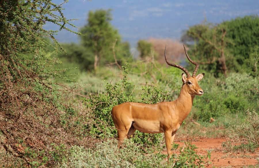 Mombasa: 3-Days 2-Nights Tsavo East and West Private Safari. - What $990 Includes, and What It Does Not