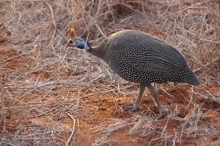 Mombasa: 3-Days 2-Nights Tsavo East and West Private Safari. - The Guide, Vehicle, and Daily Comfort