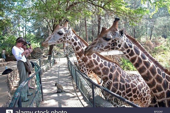 Mombasa city tour, Fort Jesus and Haller Park - Useful timing and booking advice
