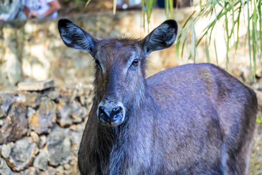 Mombasa City Tour: Fort Jesus Museum, Old Town & Haller Park - Practical advice for a smoother day