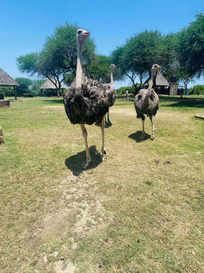 Mombasa Cultural & Wildlife Experience - Key points to know before you go