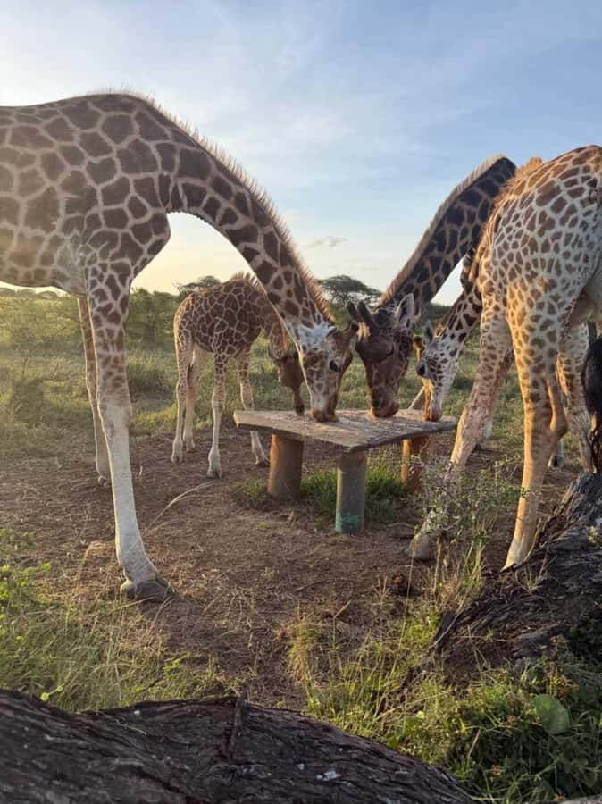 Mombasa Cultural & Wildlife Experience - Why this Mombasa half-day feels different