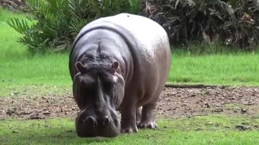 Mombasa: Discovery Day Tour and Haller Park - Key points to know before booking