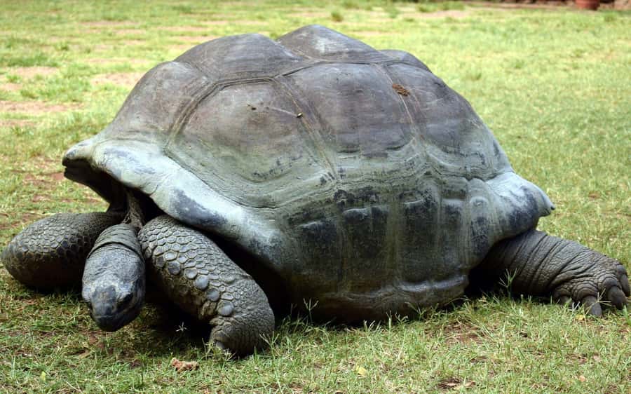 Mombasa: Discovery Day Tour and Haller Park - Why this Mombasa day works well