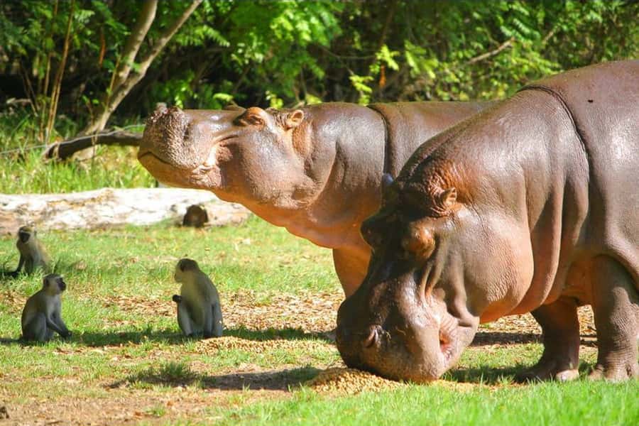 Mombasa: Discovery Day Tour and Haller Park - Walking Old Town’s narrow lanes