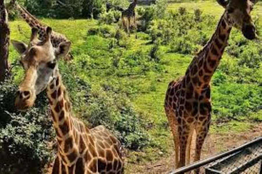 Mombasa: Discovery Day Tour and Haller Park - Is $130 a fair price?