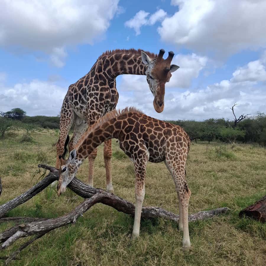 MOMBASA:FortJesus,OldCity,GiraffeOstrich,Oryx,Eland,WildTour - What the $40 price really covers