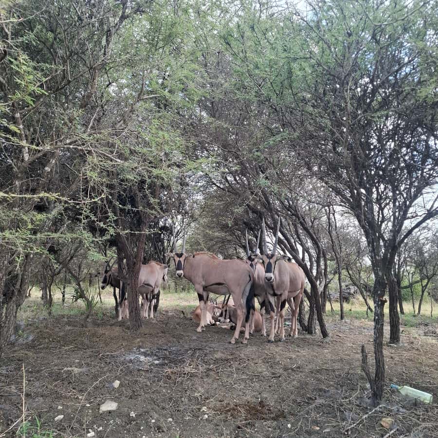 MOMBASA:FortJesus,OldCity,GiraffeOstrich,Oryx,Eland,WildTour - Who should book this experience