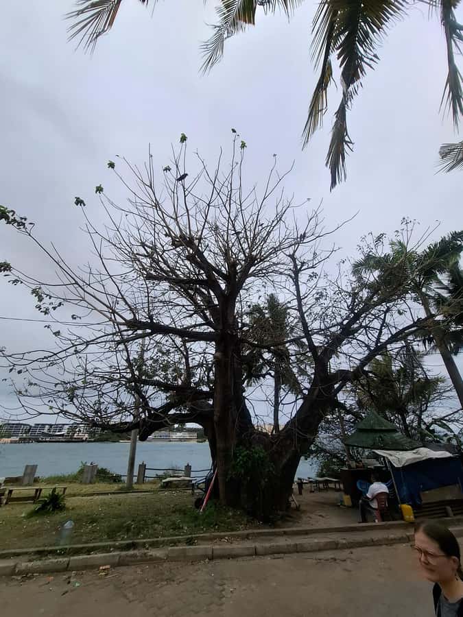MOMBASA:FortJesus,OldTown,SpiceMarket, Shiva Temple DayTour. - A different view at Shiva Temple