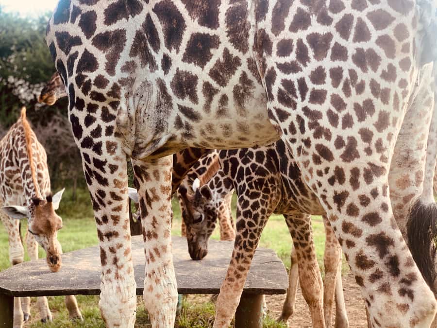 Mombasa: Guided Nature Walk Amongst Giraffes - Key points to know before you go
