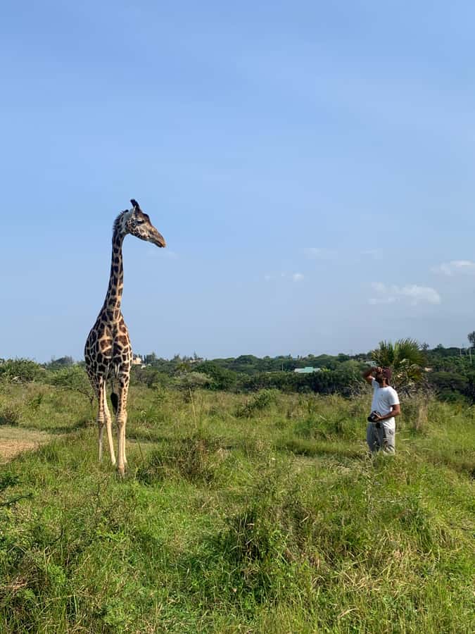Mombasa: Guided Nature Walk Amongst Giraffes - Is $38 good value?