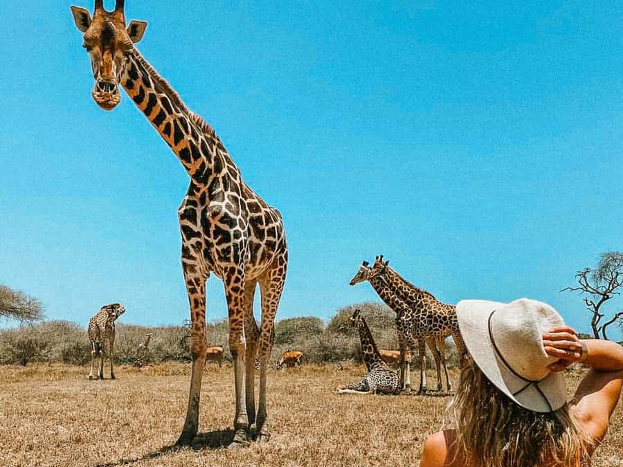 Mombasa: Guided Nature Walk Amongst Giraffes - What happens during the 30-minute walk