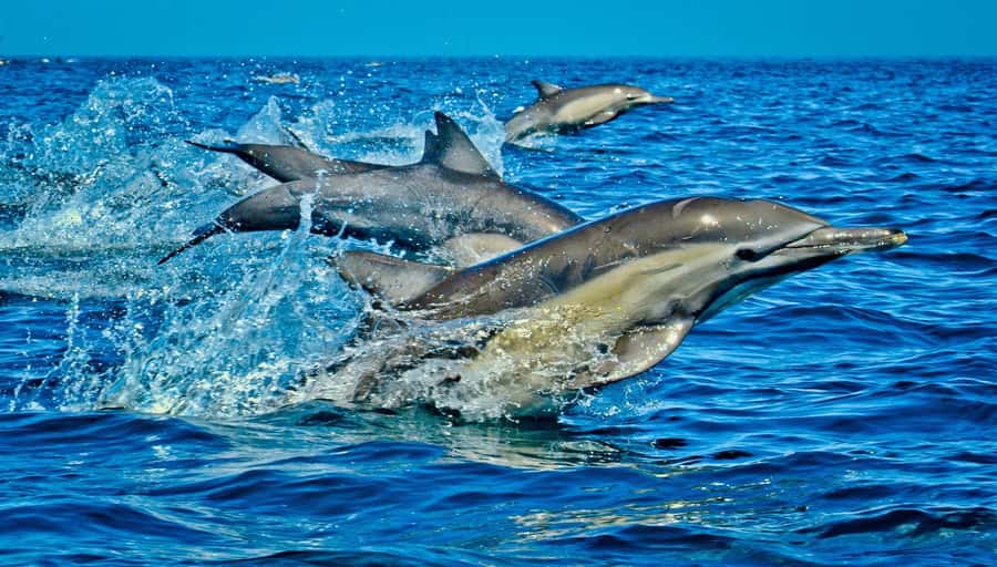 Mombasa: Kisite Park Private Cruise with Breakfast and Lunch - Key points at a glance