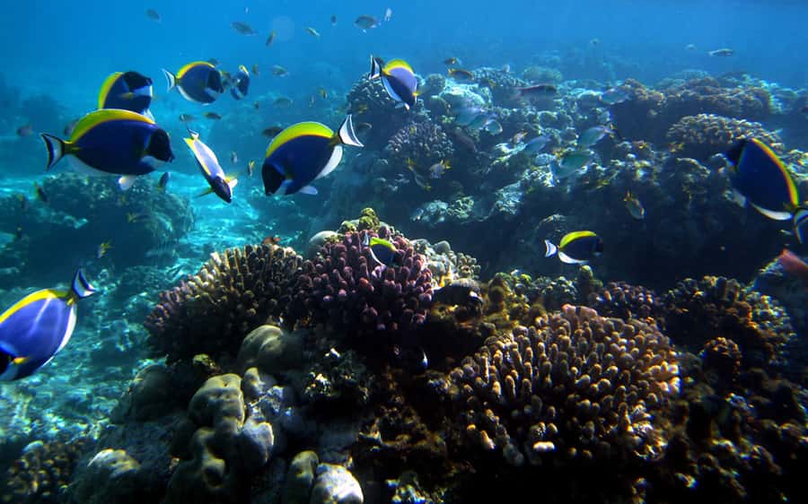 Mombasa: Kisite Park Private Cruise with Breakfast and Lunch - The Kisite sandbank pause