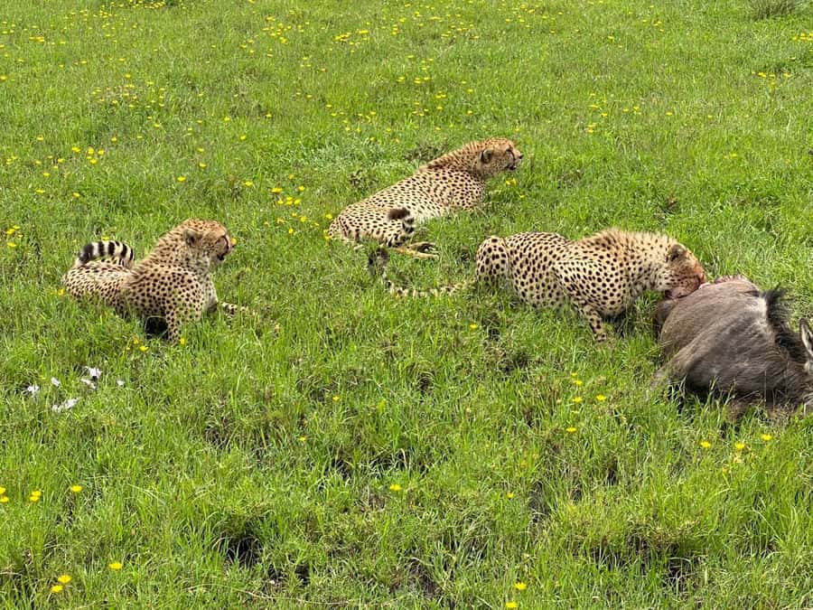 Mombasa: Tsavo East National Park Day Trip with Lunch - Key points at a glance
