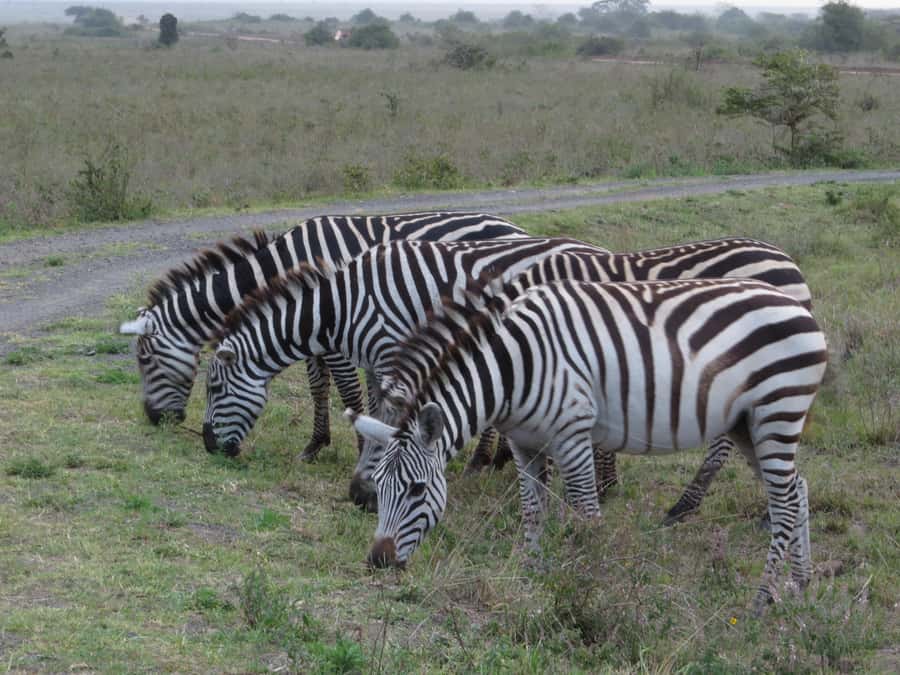 Mombasa: Tsavo East National Park Day Trip with Lunch - Tsavo East is about elephants, red soil, and open space