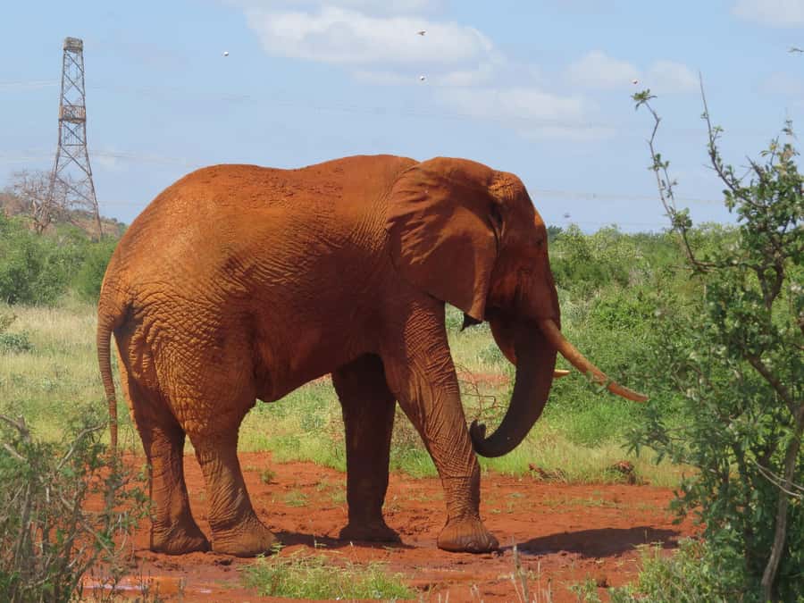 Mombasa: Tsavo East National Park Day Trip with Lunch - The afternoon drive and return to the coast