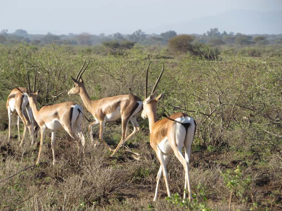 Mombasa: Tsavo East National Park Day Trip with Lunch - What the $153 price really means
