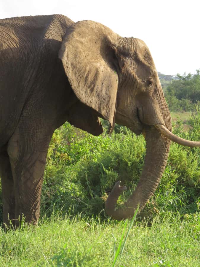Mombasa: Tsavo East National Park Day Trip with Lunch - Practical ways to improve your day