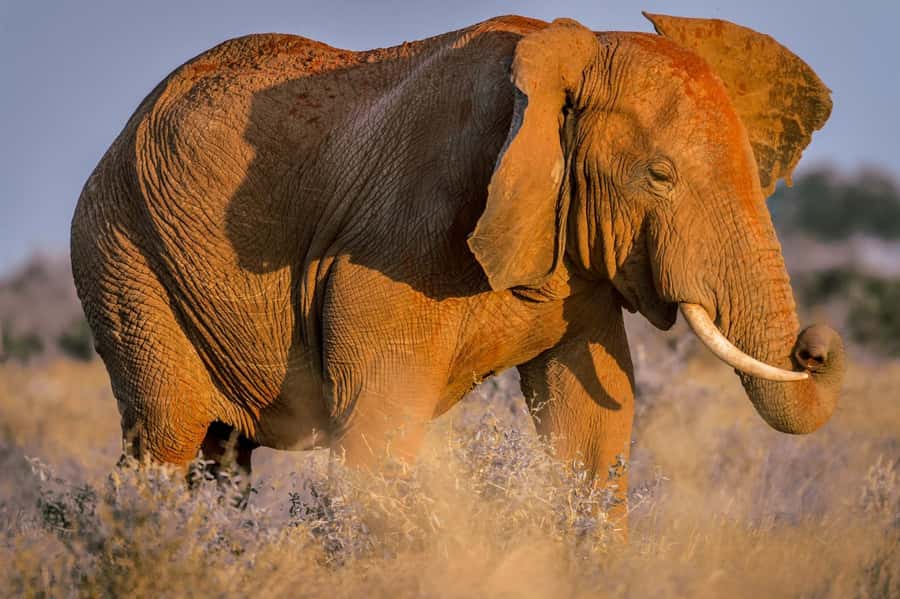 Mombasa: Tsavo East Ngutuni Sanctuary Overnight Safari - Key points at a glance
