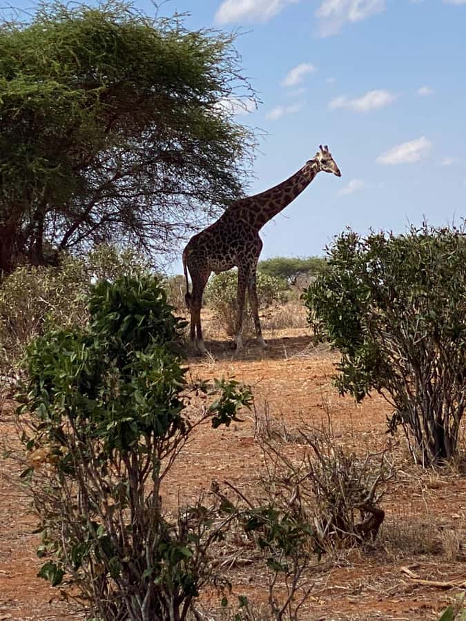 Mombasa: Tsavo East Ngutuni Sanctuary Overnight Safari - First game drive: arriving at Ngutuni Sanctuary