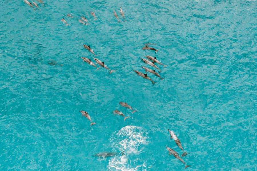Mombasa: Wasini Dolphin Tour - Returning by boat and shared van
