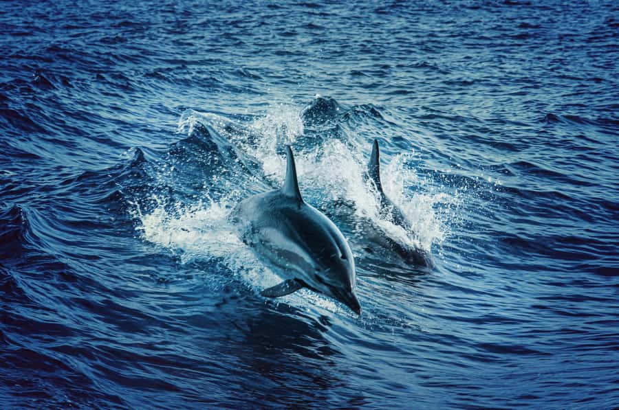 Mombasa: Wasini Dolphin Tour - Should you book the Wasini Dolphin Tour?