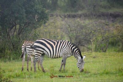 Multi Day Masai Mara Lake Nakuru Park Hellsgate Park Tour