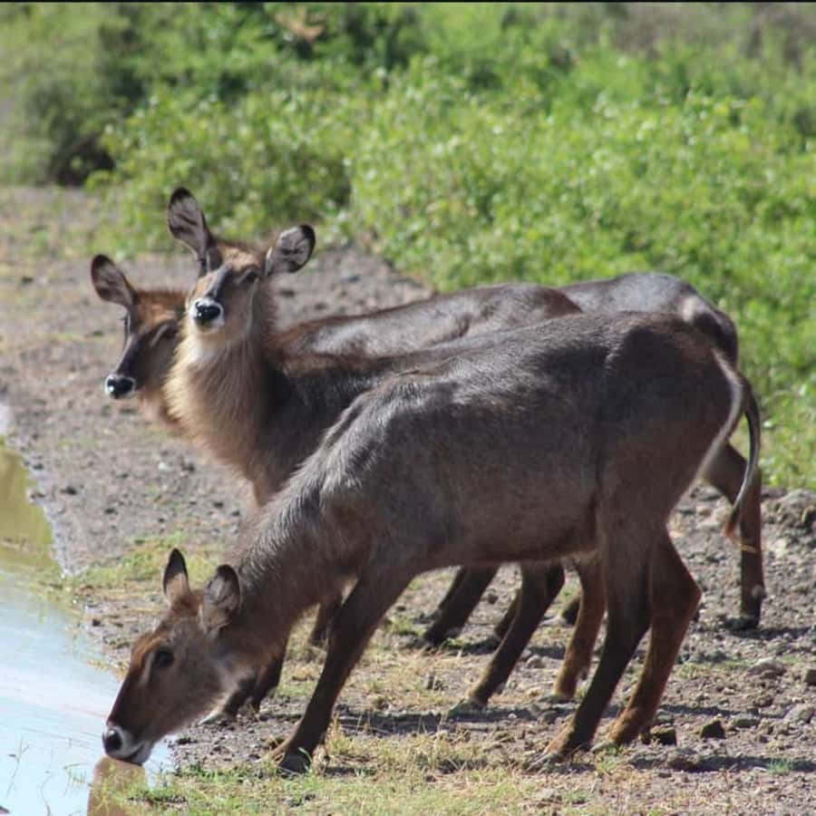 Nairobi: 3-Day Amboseli National Park Shared Safari Package - Why Amboseli works so well for a short safari