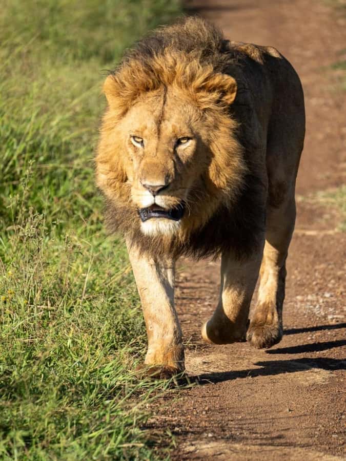 Nairobi: 3-Day Amboseli National Park Shared Safari Package - Nyati Safari Camp: Simple comfort with one clear warning