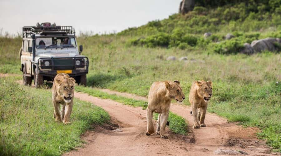 Nairobi: 3-Day Maasai Mara Group Tour with 4X4 Jeep Safari - A Maasai village visit at extra cost