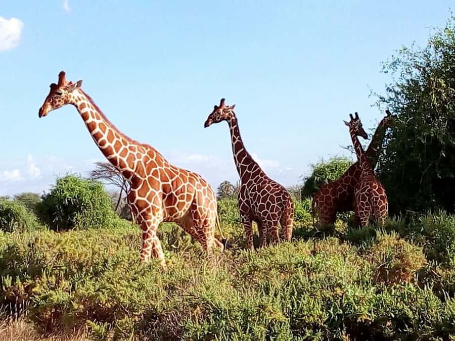 Nairobi: 3-Day Maasai Mara Safari - The final drive and return to Nairobi