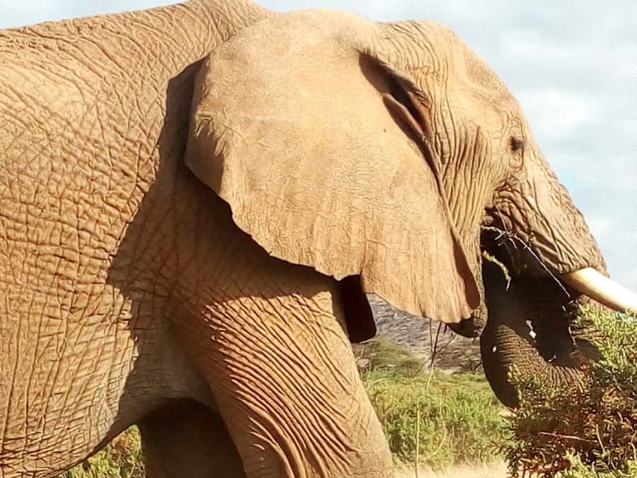 Nairobi: 3-Day Maasai Mara Safari - Who will enjoy this three-day safari