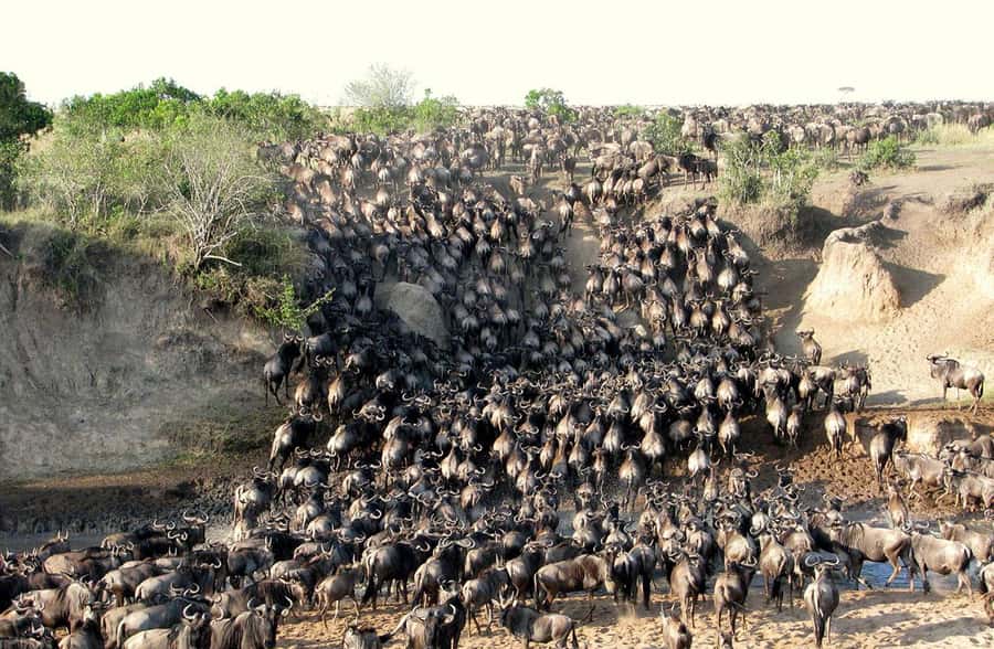 Nairobi: 3-Days 2-Nights Maasai Mara Group Safari in 4x4 - Why this three-day safari works